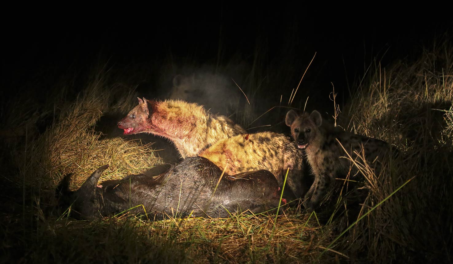 Tanzania Night Game Safaris