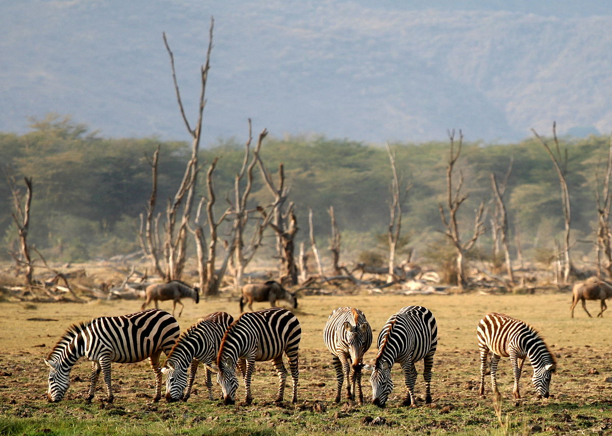 Daily Tanzania Group Safaris From Arusha