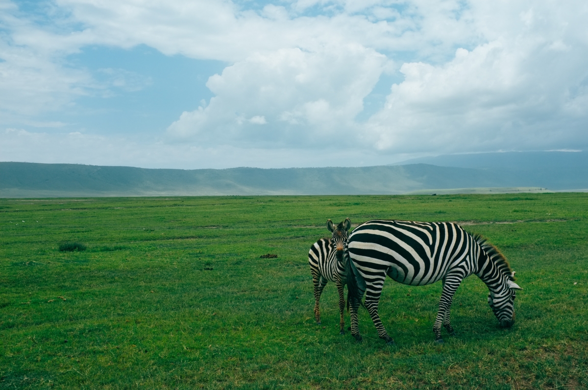 Arusha/Moshi to Tarangire National Park