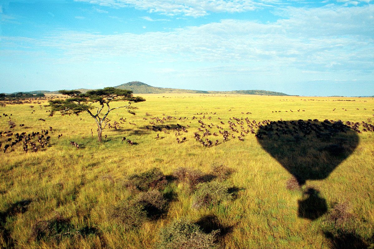Serenegti Safari