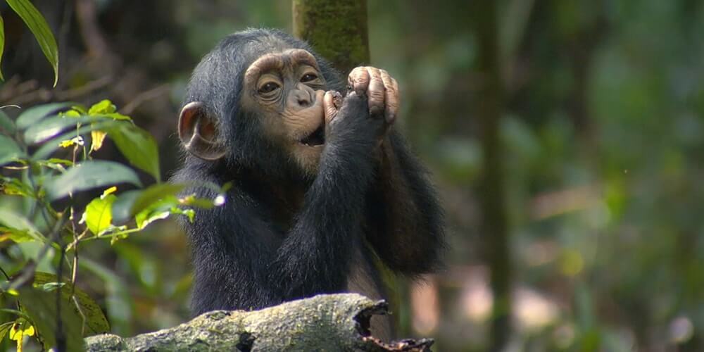 5-Day Gorilla and Chimpanzee Tracking in Uganda