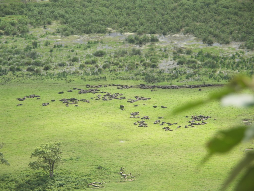 1 Day Tanzania Safari Arusha National Park