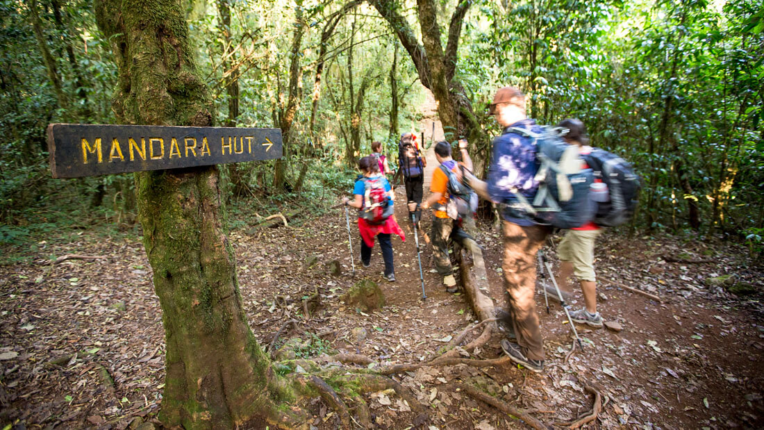 A Day Hike Mount Kilimanjaro To Mandara Hut